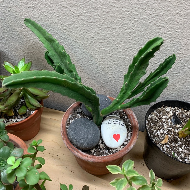 Plant image Stapelia asterias