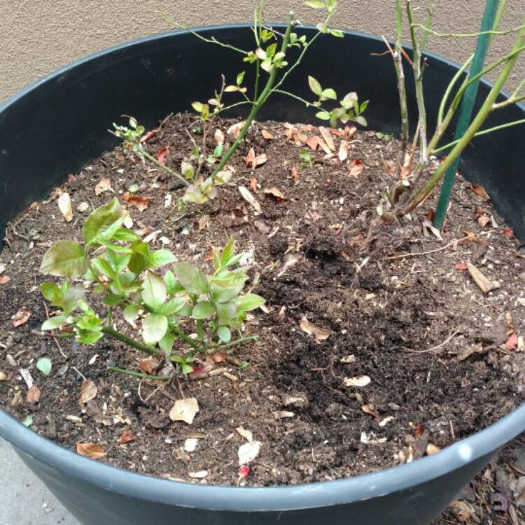 Plant image Vaccinium corymbosum 'Bountiful Blue'