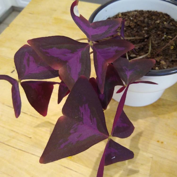 Plant image Oxalis 'Sunny'