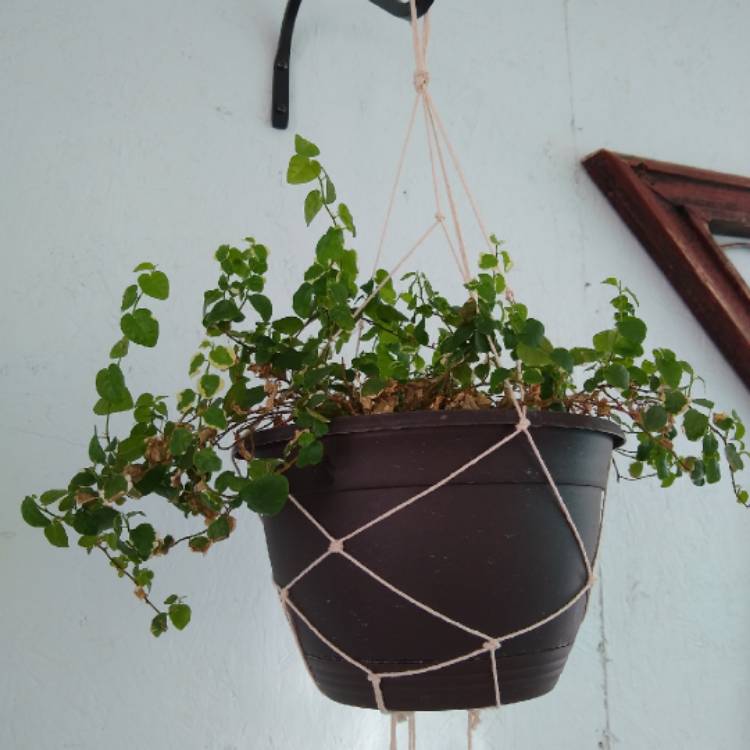 Plant image Ficus Pumila 'White Sunny'