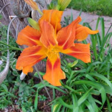 Daylily (Species) Common Orange Daylily