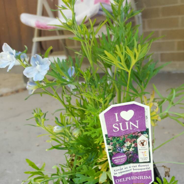 Plant image Delphinium 'Blue Bird' (Pacific Hybrid)