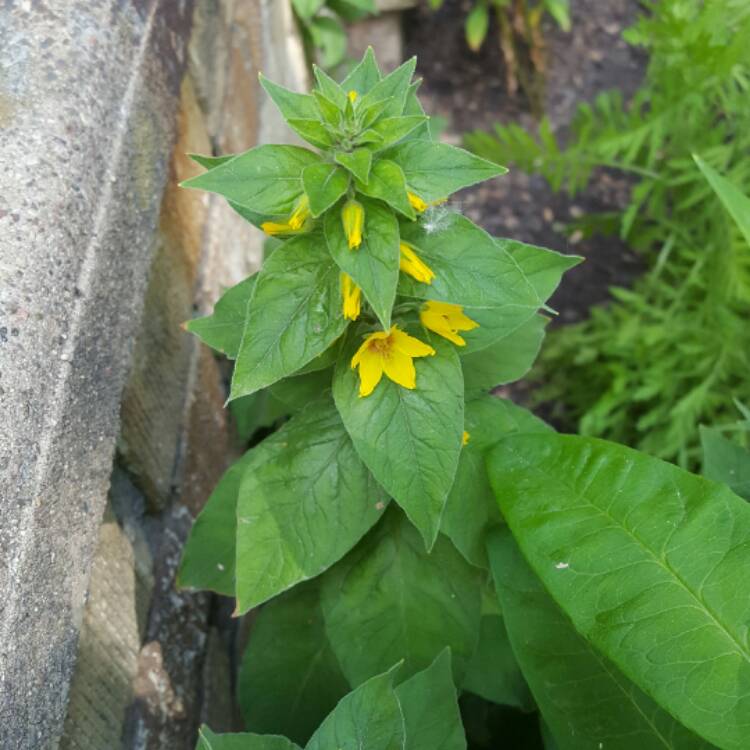 Plant image Lysimachia punctata