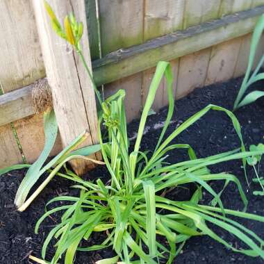 Daylily 'Burning Daylight'