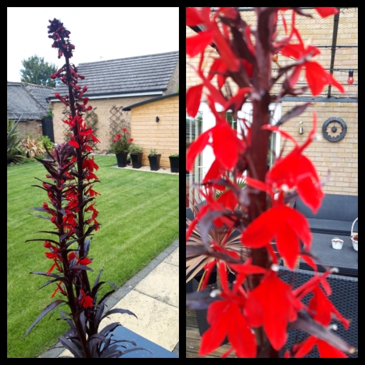 Plant image Lobelia x speciosa 'Scarlet Princess'