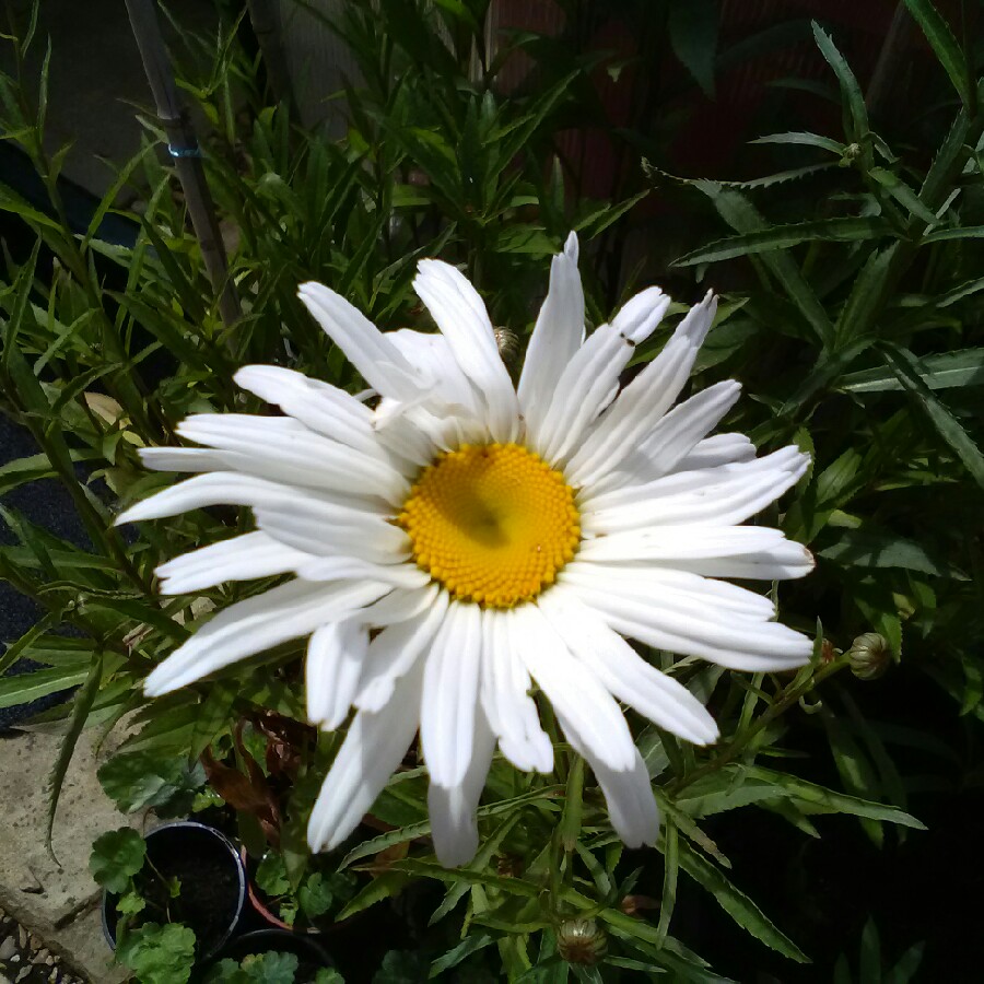 Plant image Leucanthemum x superbum 'Phyllis Smith'