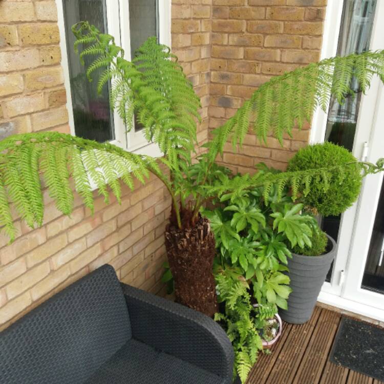 Plant image Cyathea cooperi syn. Alsophila cooperi