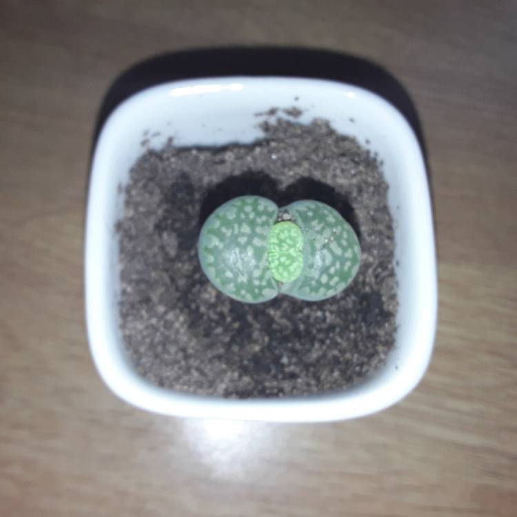 Plant image Lithops Julii subsp. Fulleri C056A cv. Fullergreen