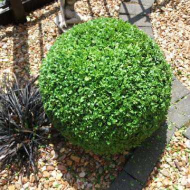 Buxus sempervirens