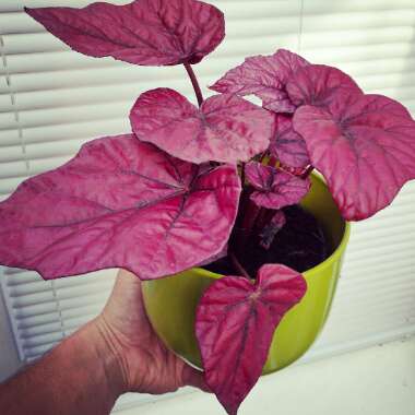 Begonia (Rex Cultorum Group) 'Inca Fire' syn. Begonia rex 'Inca Fire'