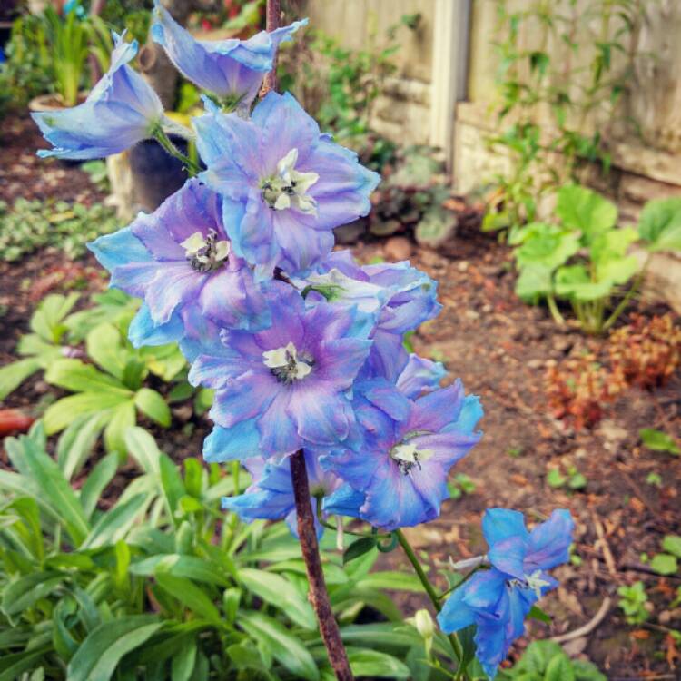 Plant image Delphinium 'Excalibur Light Blue'