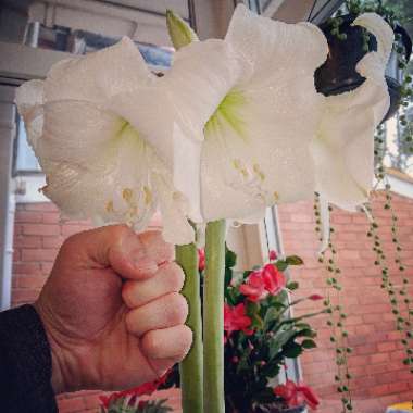 Hippeastrum 'Tisento'