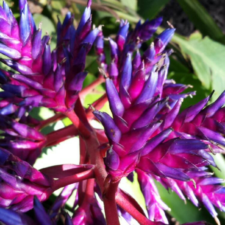 Plant image Aechmea 'Blue Tango'