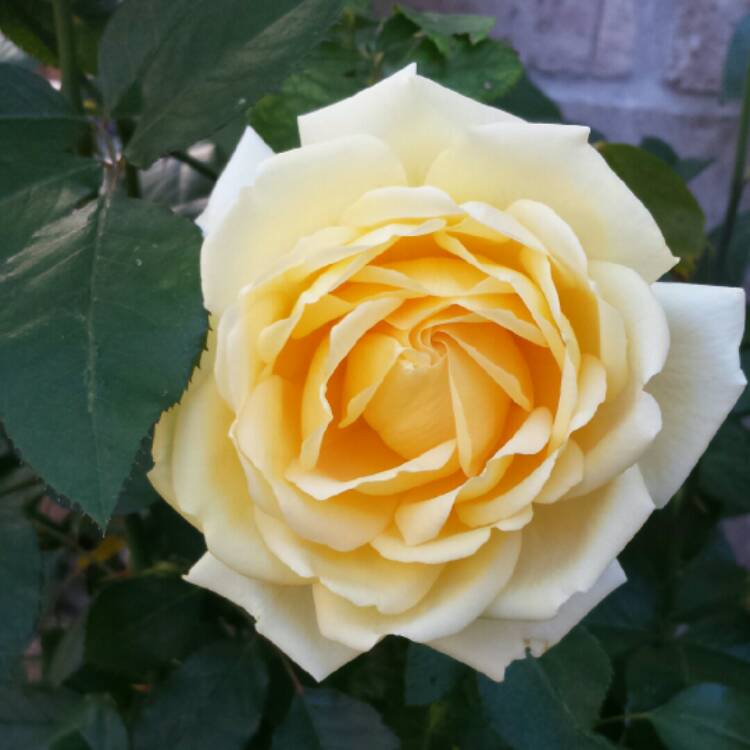 Plant image Rosa Foetida 'Persiana'