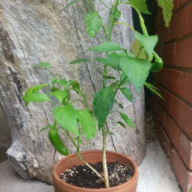 Capsicum Annuum 'Jalapeno'