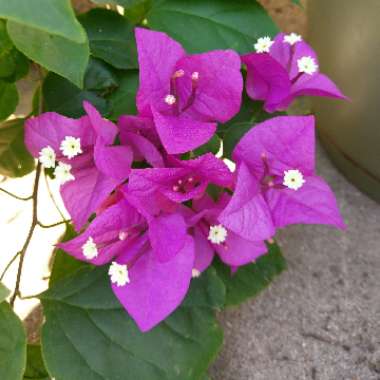 Bougainvillea