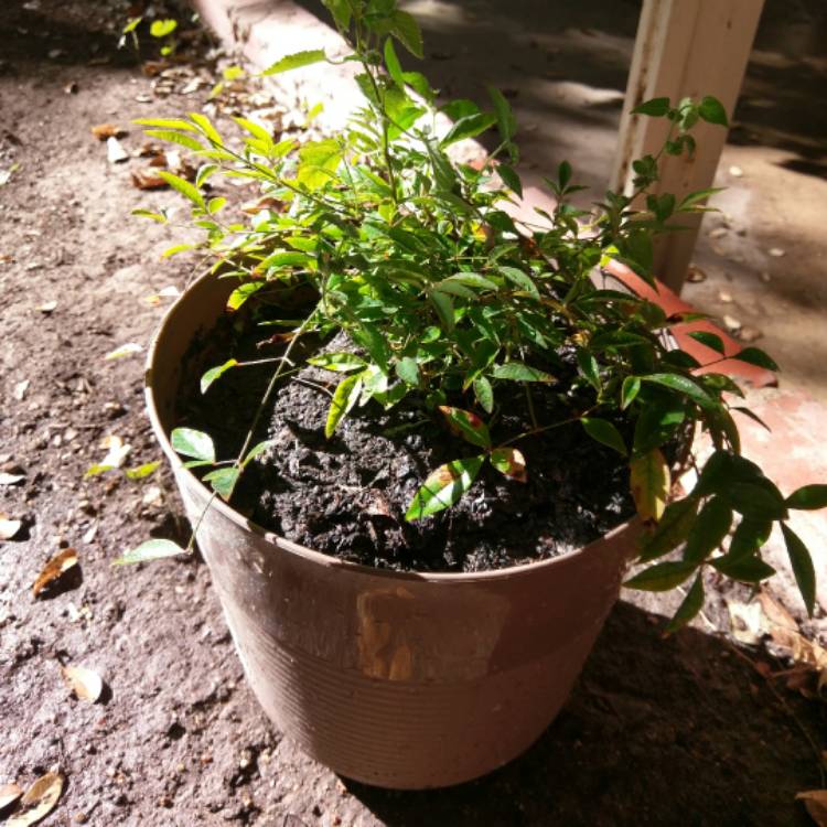 Plant image Nandina Domestica 'Woods Dwarf'