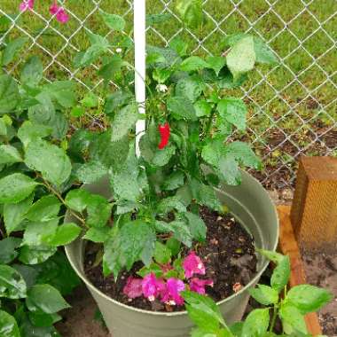 Capsicum Annuum 'Jalapeno'