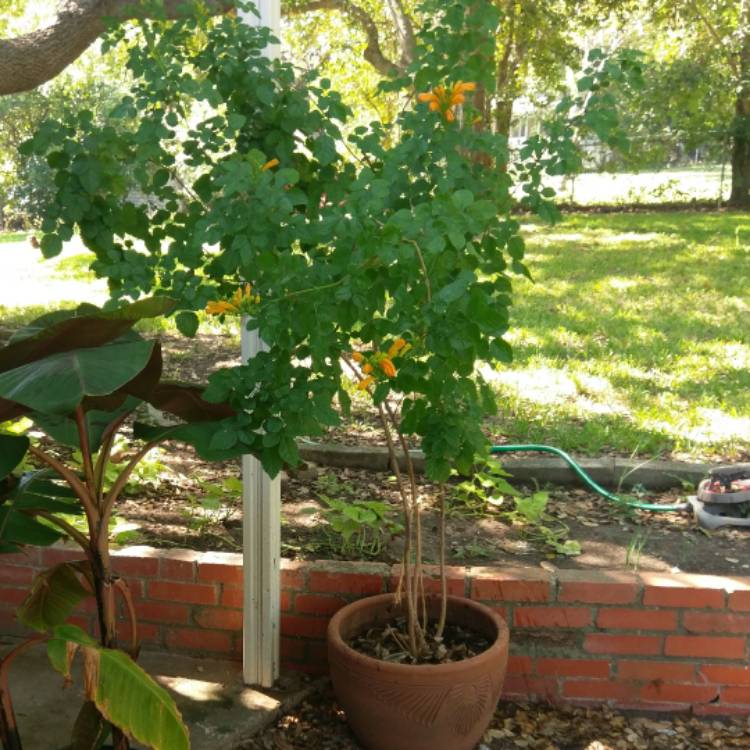 Plant image Tecoma Capensis