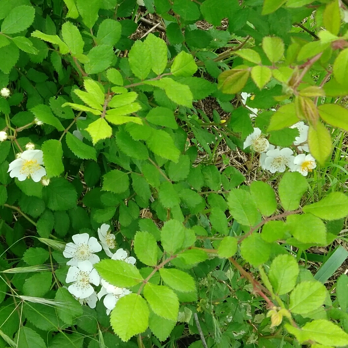 Plant image Rosa acicularis syn. Rosa korsakoviensis, Rosa moscovita, Rosa sichotealinensis, Rosa taquetii