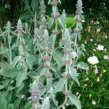 Stachys