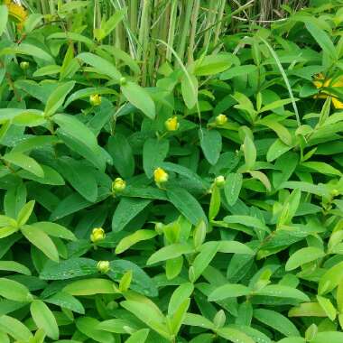 Hypericum 'Hidcote'