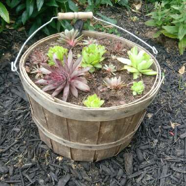 Sempervivum