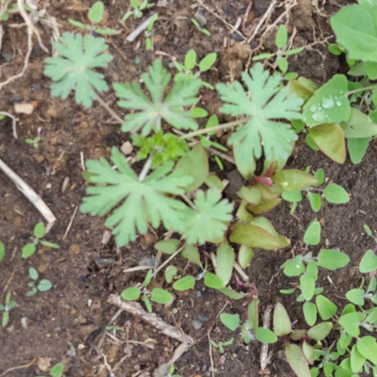 Plant image Geranium carolinianum