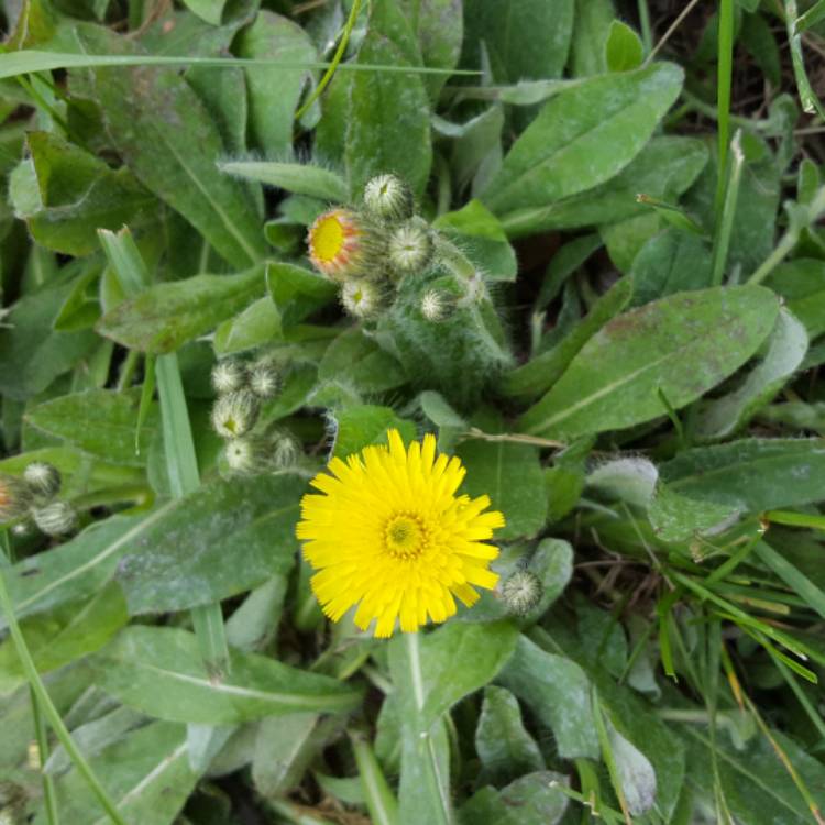 Plant image Hieracium villosum