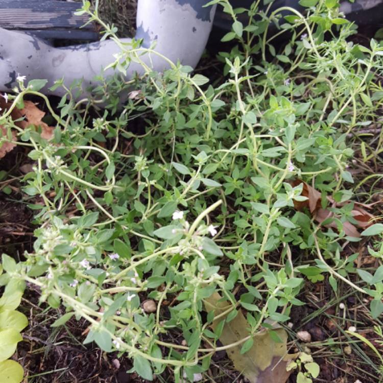 Plant image Thymus serpyllum 'Highland Cream'