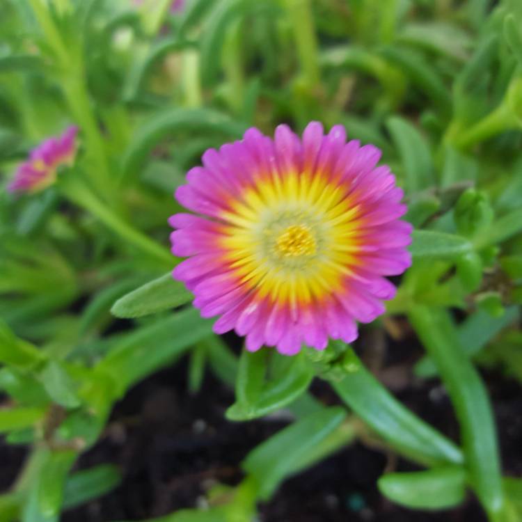 Plant image Delosperma lydenburgense