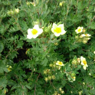 Potentilla fruticosa 'Hopleys Orange'