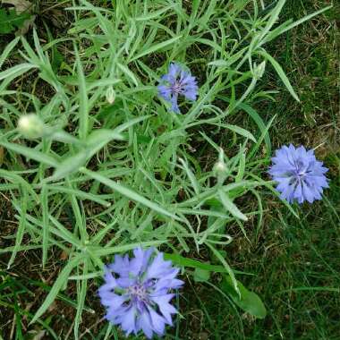 Centaurea cyanus 'Double Blue'.