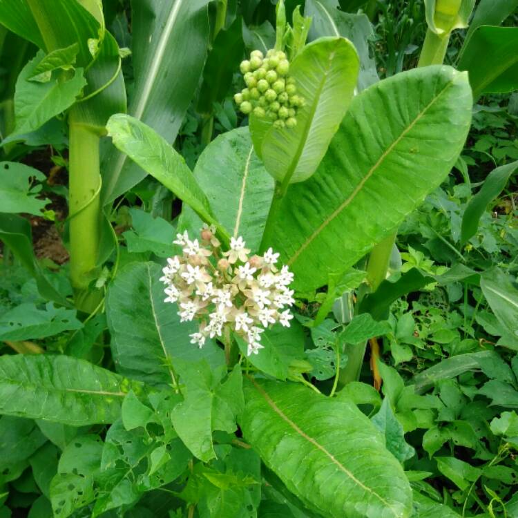 Plant image Asclepias perennis