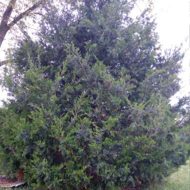 Juniperus communis 'Compressa'