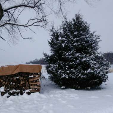 Juniperus communis 'Compressa'