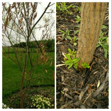 Salix babylonica