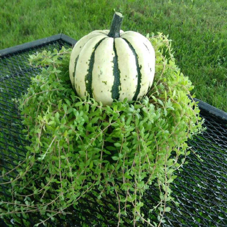 Plant image Cucurbita