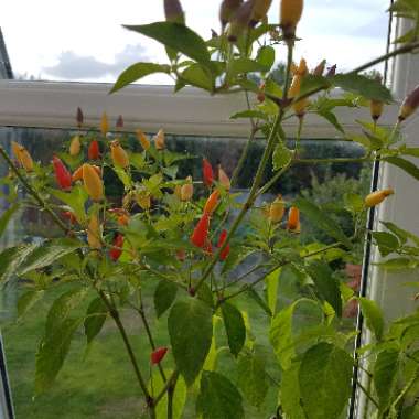 Chilli Pepper 'NuMex Twilight'