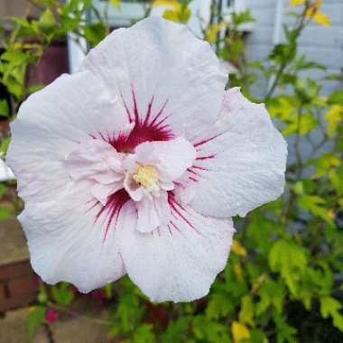 Rose Mallow