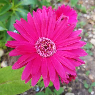 Gerbera Daisy