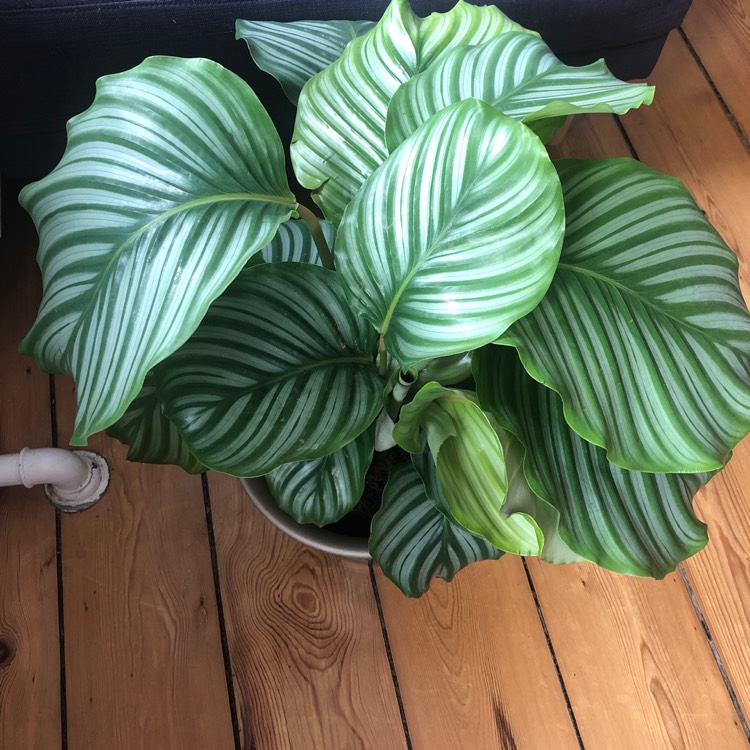 Plant image Calathea 'Burle Marxii'