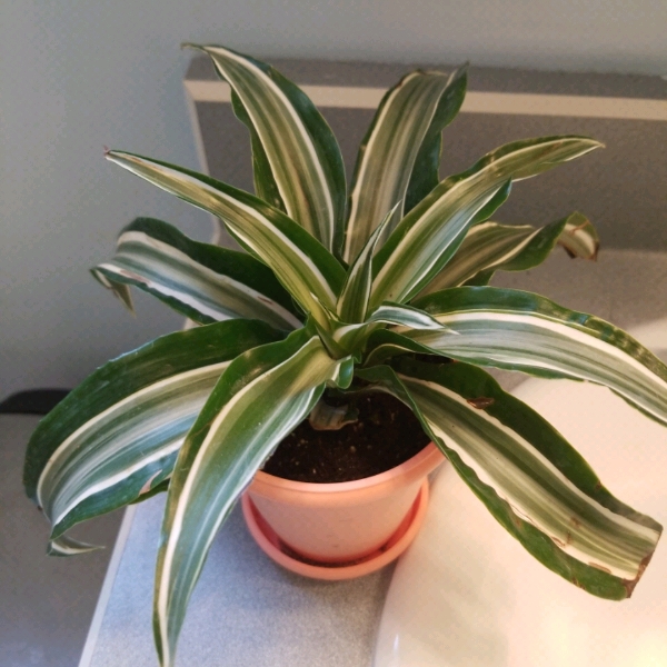 Plant image Dracaena deremensis