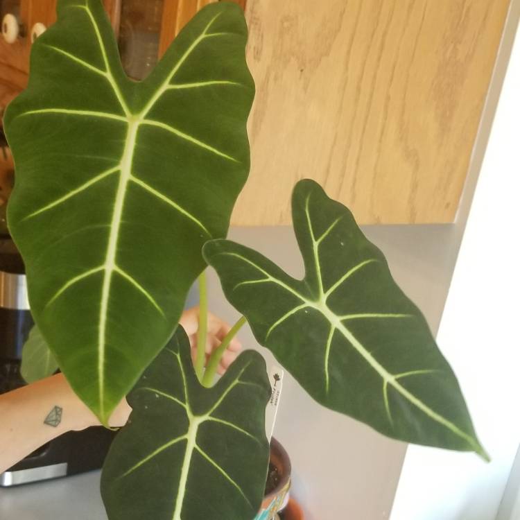 Plant image Alocasia Micholitziana 'Frydek'