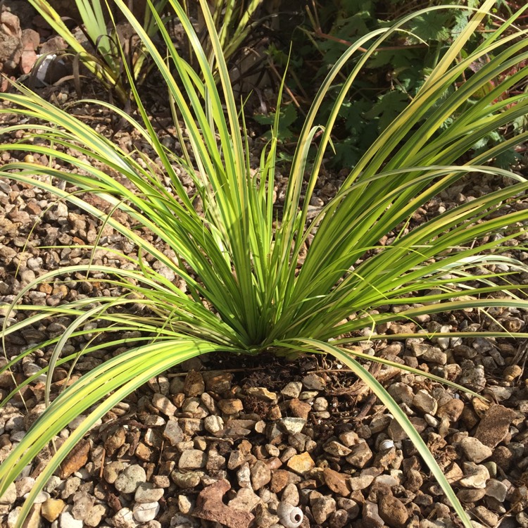 plant image 1347201