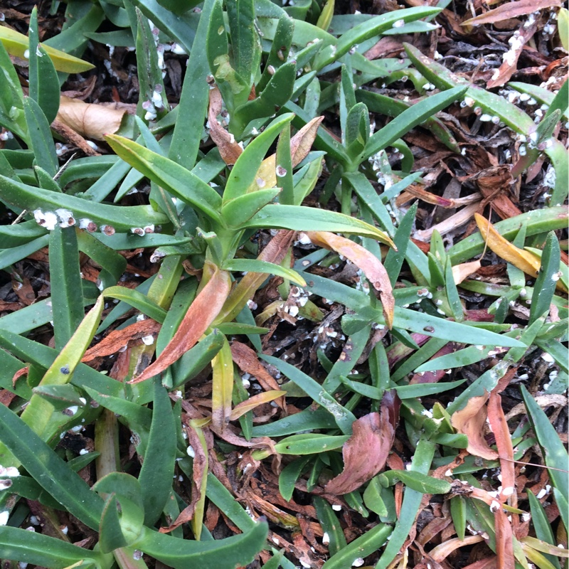 Carpobrotus