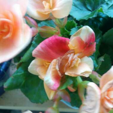 Tuberous Begonia