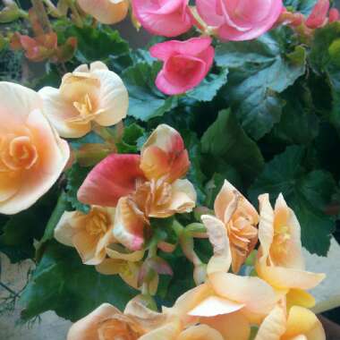 Tuberous Begonia