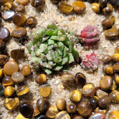 Sempervivum Globiferum subsp. Hirtum