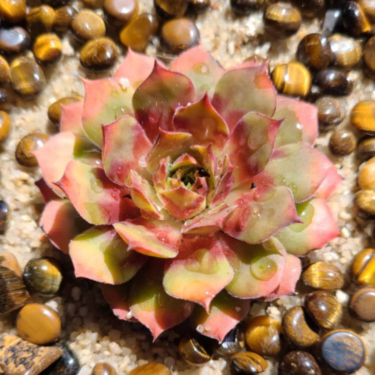 Plant image Sempervivum Gold Nugget